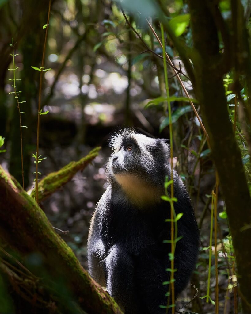 kilimanjaro mount northern curcuit route monkey forest green