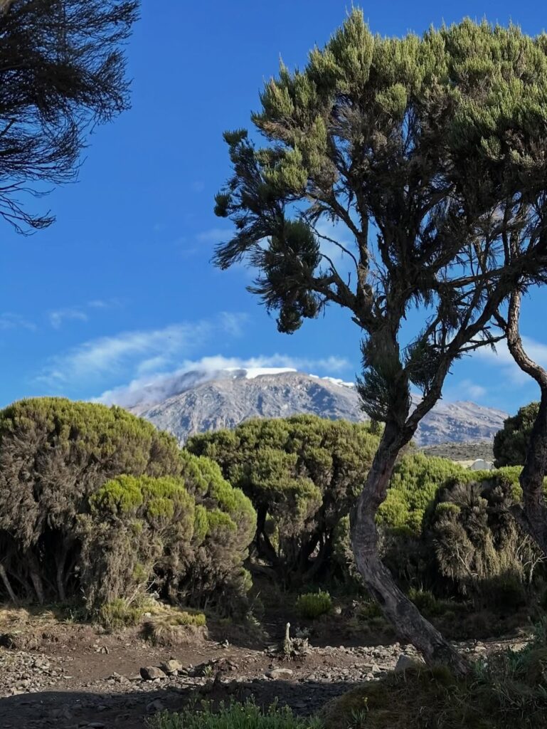 kilimanjaro mount vegetation green