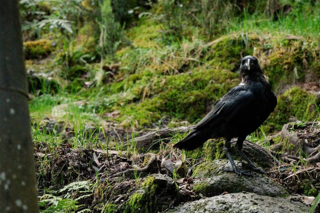 kilimanjaro umbwe route bird