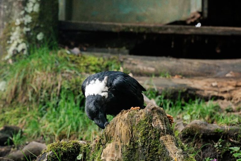 kilimanjaro umbwe route bird