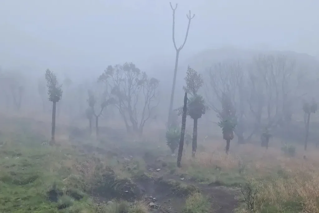 kilimanjaro umbwe route fog trees