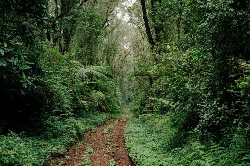 kilimanjaro umbwe route forest