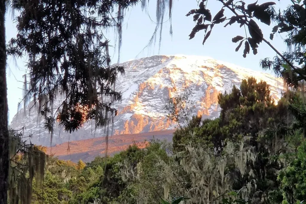 kilimanjaro-umbwe-route-forest-and-snow-colors