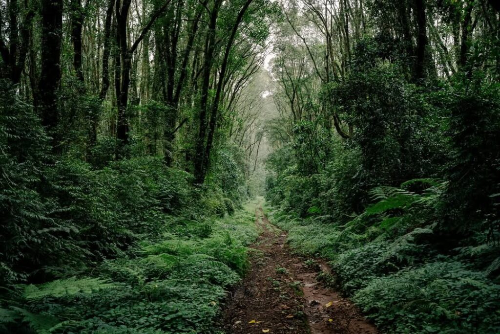 kilimanjaro umbwe route forest green color