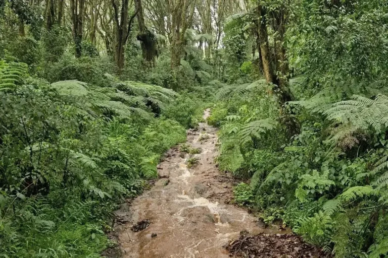 kilimanjaro umbwe route forest green color