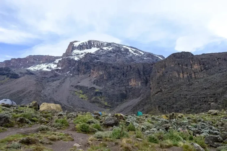 kilimanjaro umbwe route green vegetation and white snow