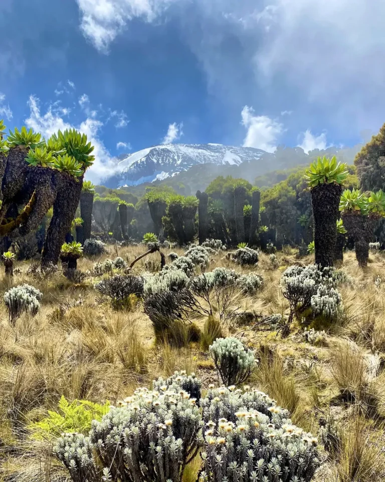 kilimanjaro umbwe route trees flowers vegetation