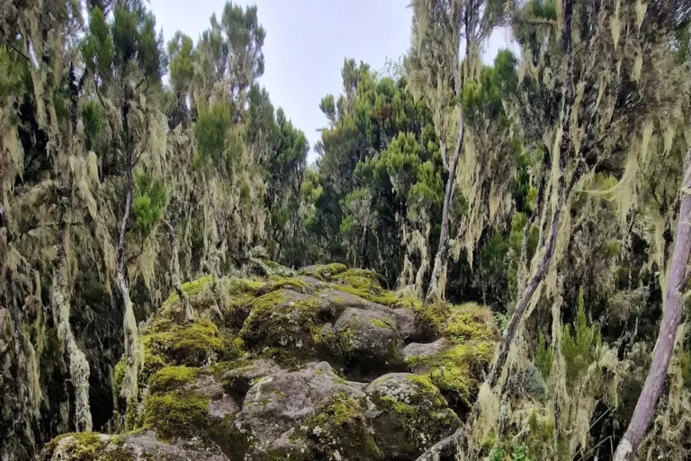 kilimanjaro umbwe route trees rock