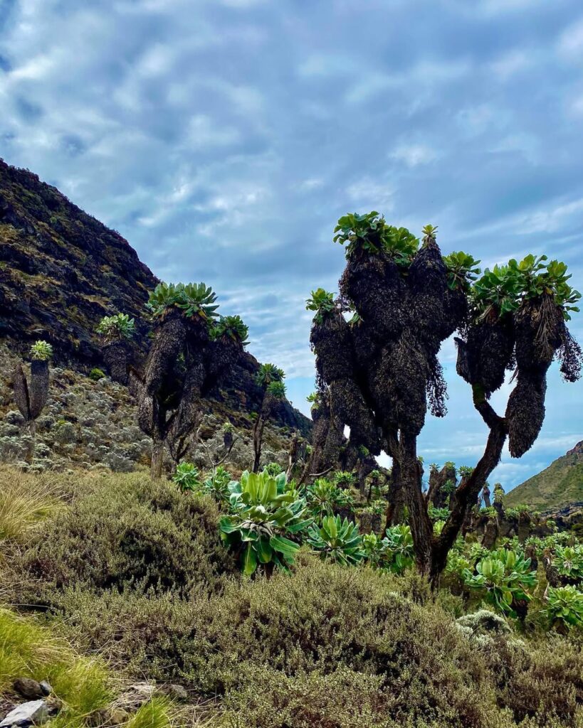 kilimanjaro umbwe route trees vegetation green